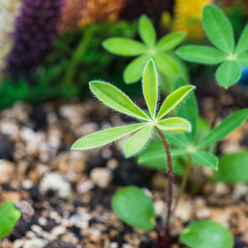 Lupinen: Die Eiweißbombe im eigenen Garten pflanzen - Plantura