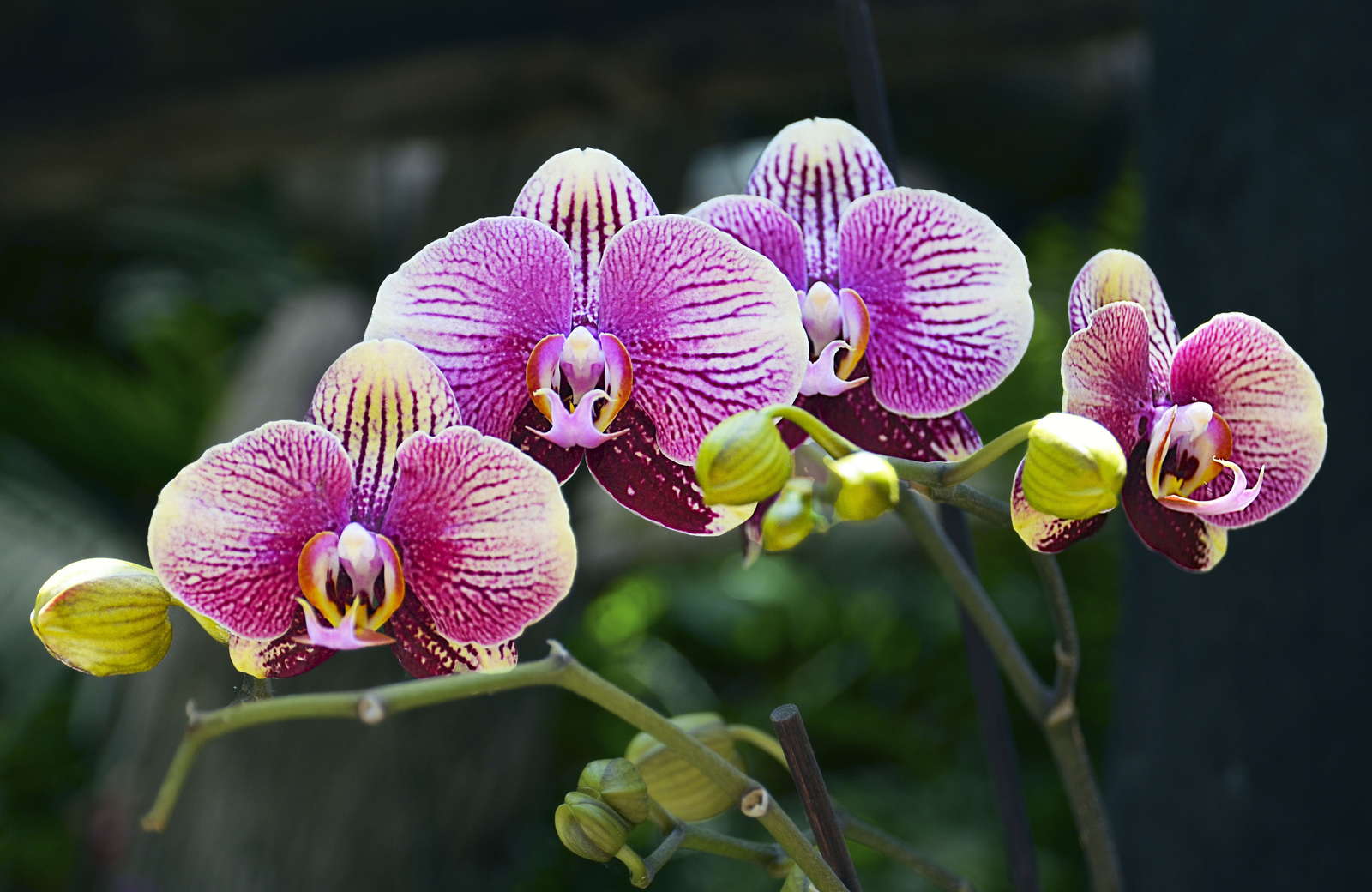 Orchideen Tipps Zu Standort Pflege Vermehrung Plantura