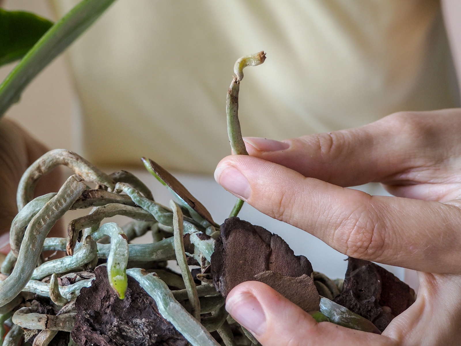 krankheiten bei orchideen bilder