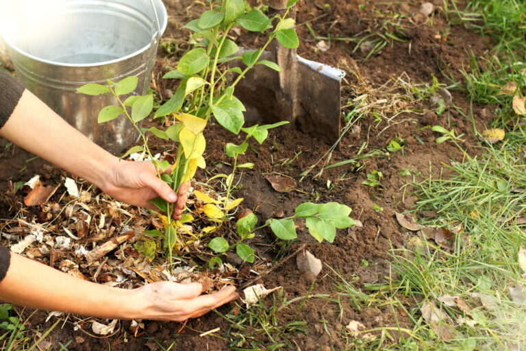 Heidelbeeren düngen: Hausmittel, Dünger & Co. - Plantura