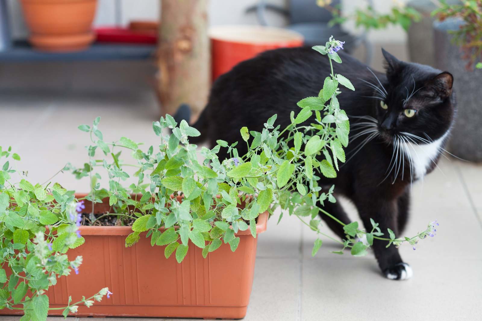 Katzenschreck im Test: Tipps gegen Katzen im Garten