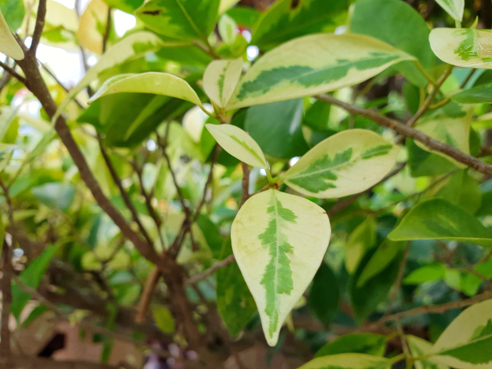 Bougainvillea Bluht Nicht Ursachen Erfolgreiche Massnahmen Plantura