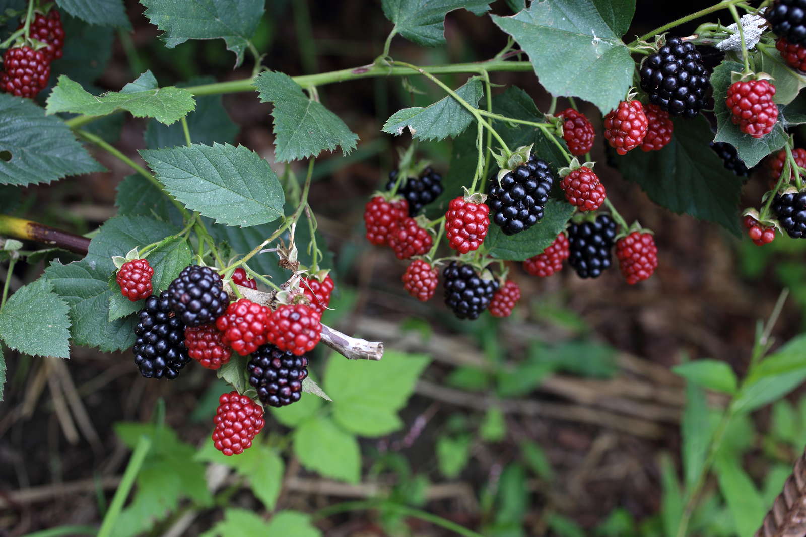 Brombeeren Tipps zum Pflanzen, Vermehren &amp; Co. Plantura