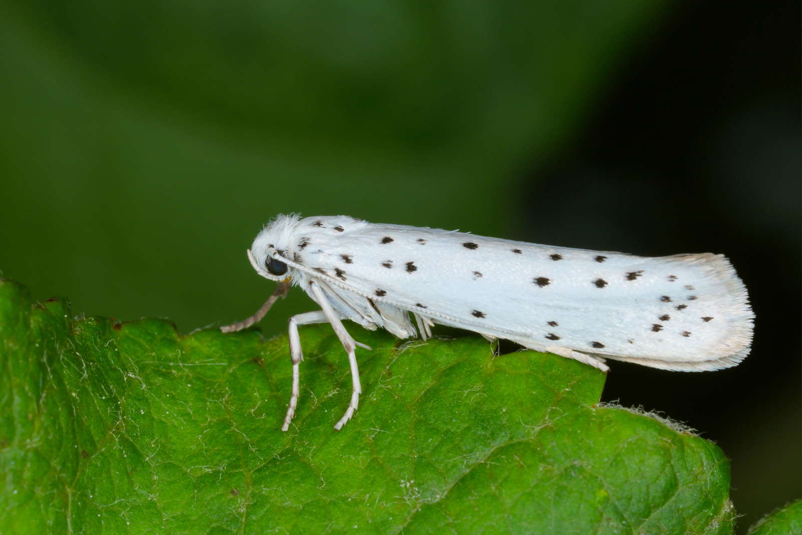 ApfelGespinstmotte Erkennen, bekämpfen &amp; vorbeugen Plantura