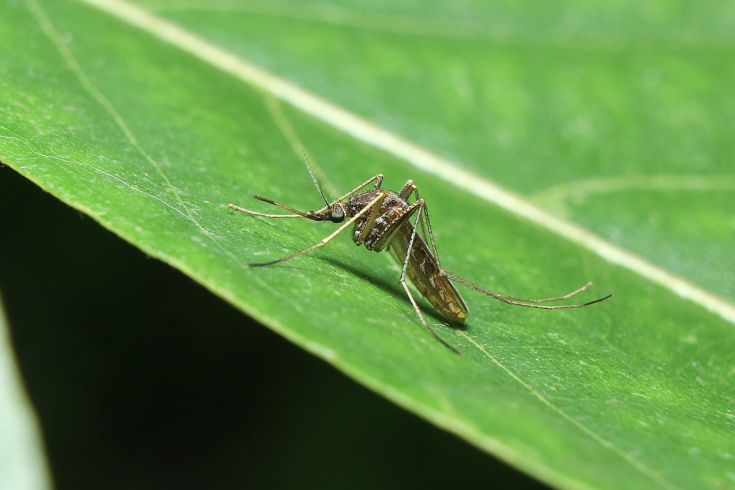Pflanzen gegen Mücken: Natürliche Mückenabwehr - Plantura