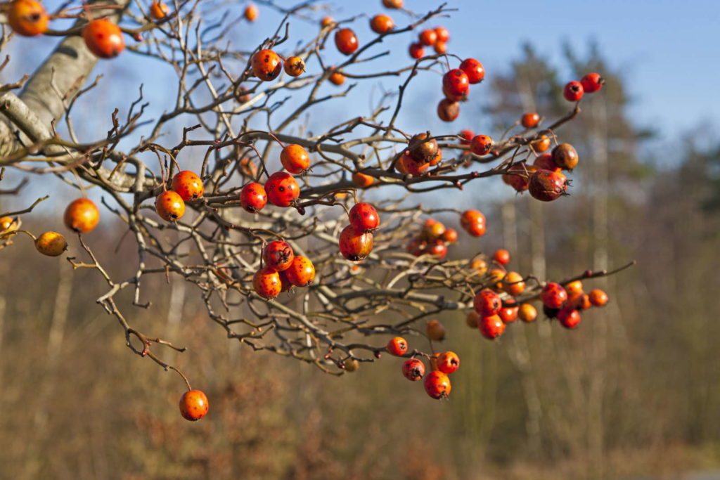 Orange Früchte Am Baum