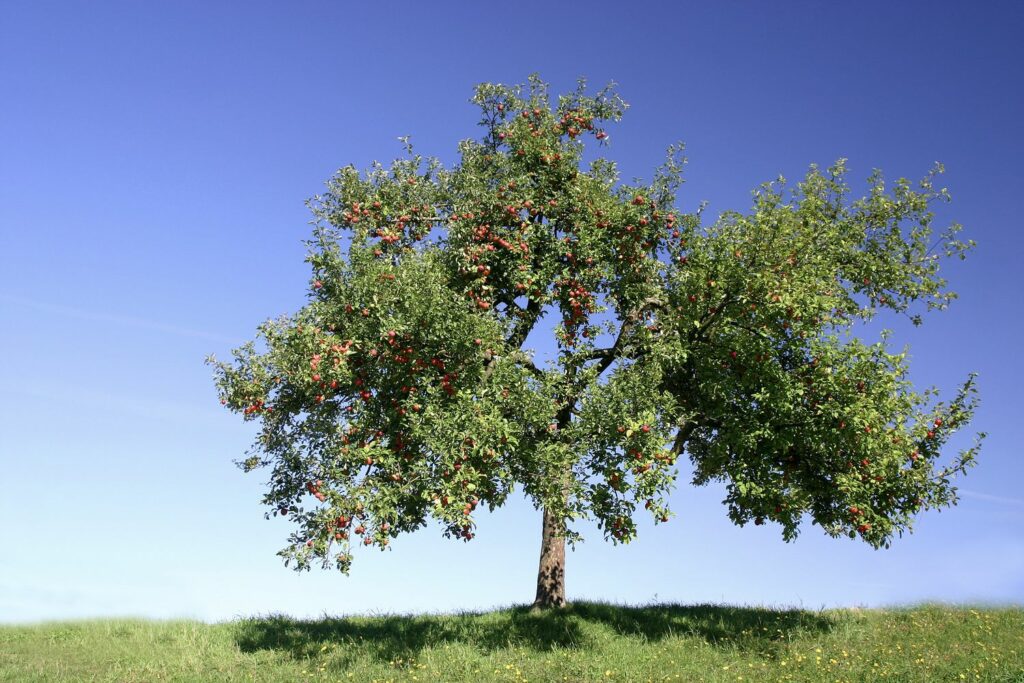 Apfelbaum: Experten-Tipps von A bis Z - Plantura