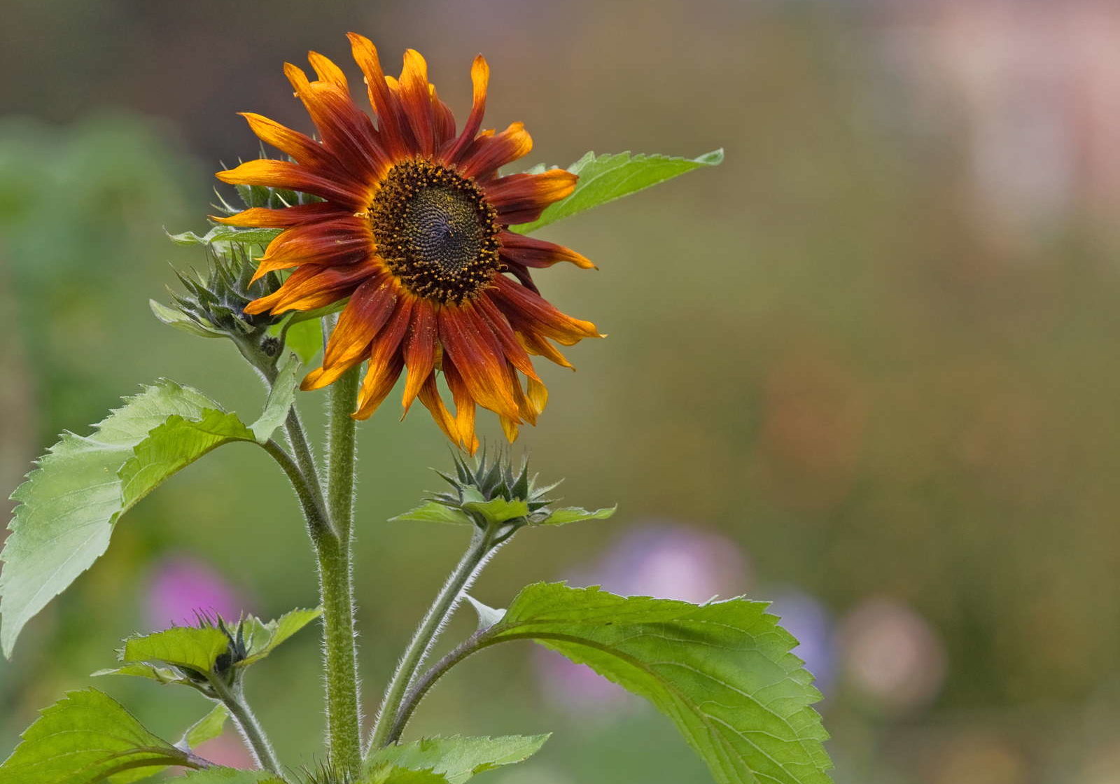 Sonnenblumenarten Die 50 Schonsten Sorten Ubersicht Plantura