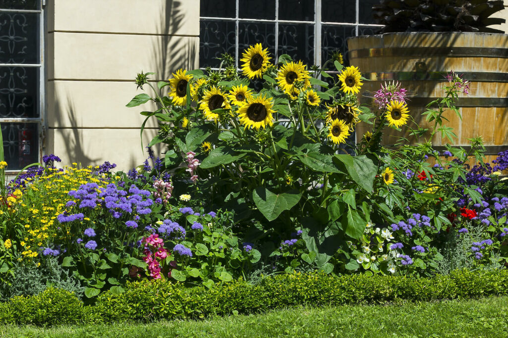 Balkon pflanzen: Sonnenblumen für - & Tipps Garten Plantura