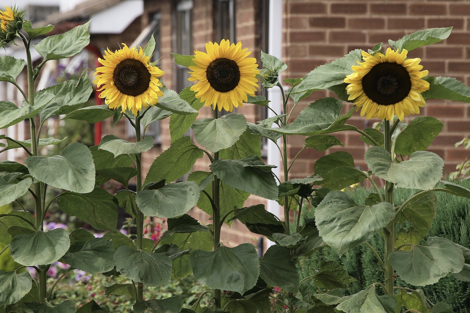für pflanzen: - & Plantura Sonnenblumen Garten Balkon Tipps