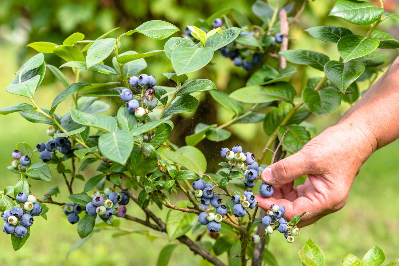 Heidelbeer Blaubeersorten Die Besten 35 Sorten Fur Ihren Garten