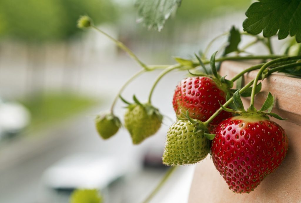 Erdbeeren Auf Dem Balkon Tipps Zum Pflanzen Im Topf
