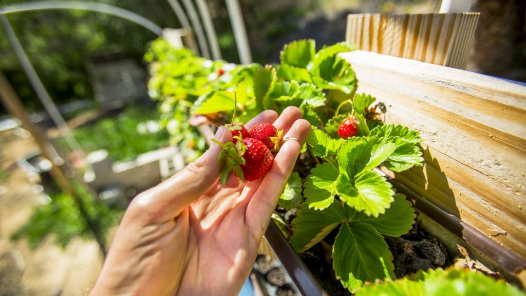 Erdbeeren Auf Dem Balkon Tipps Zum Pflanzen Im Topf