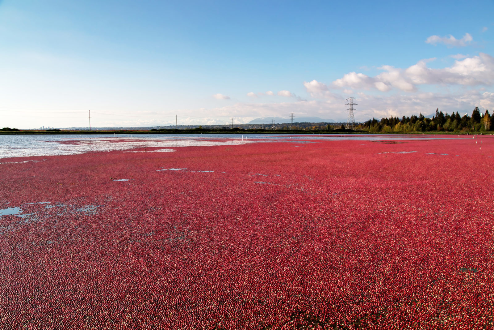 Cranberry Escorts