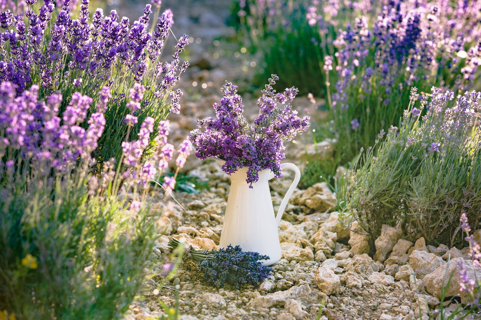 Lavendel Dungen Und Kalken Wann Wie Viel Womit Plantura