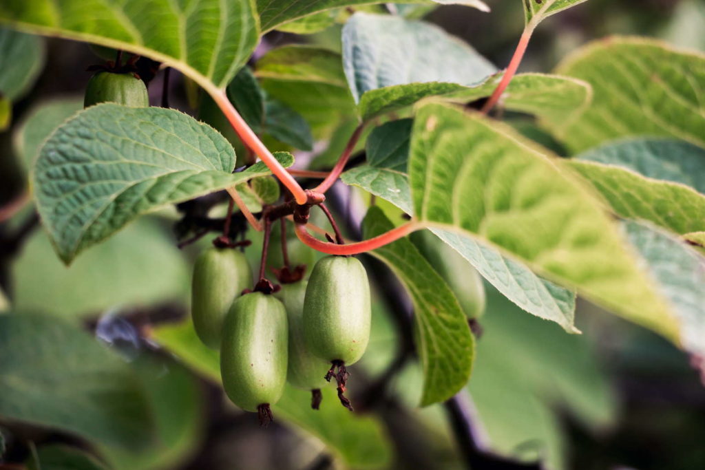 Mini-Kiwi: Herkunft & Besonderheiten Der Kiwibeere - Plantura