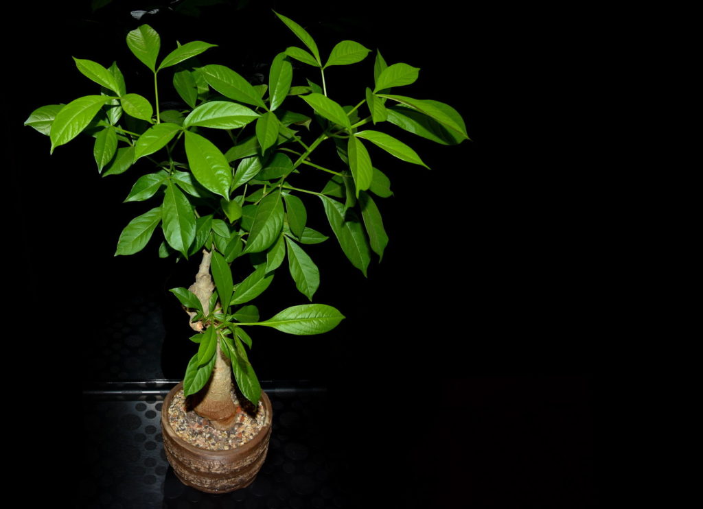 Exotenherz - exotische Pflanzen für Ihr Zuhause