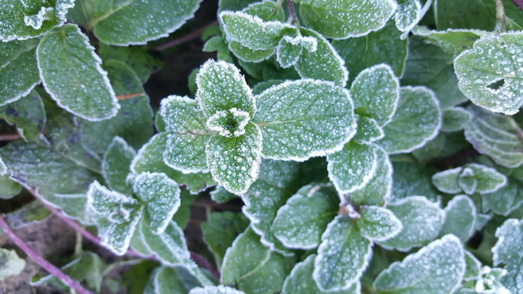 Winterharte Kräuter: Arten für Garten & Balkon - Plantura