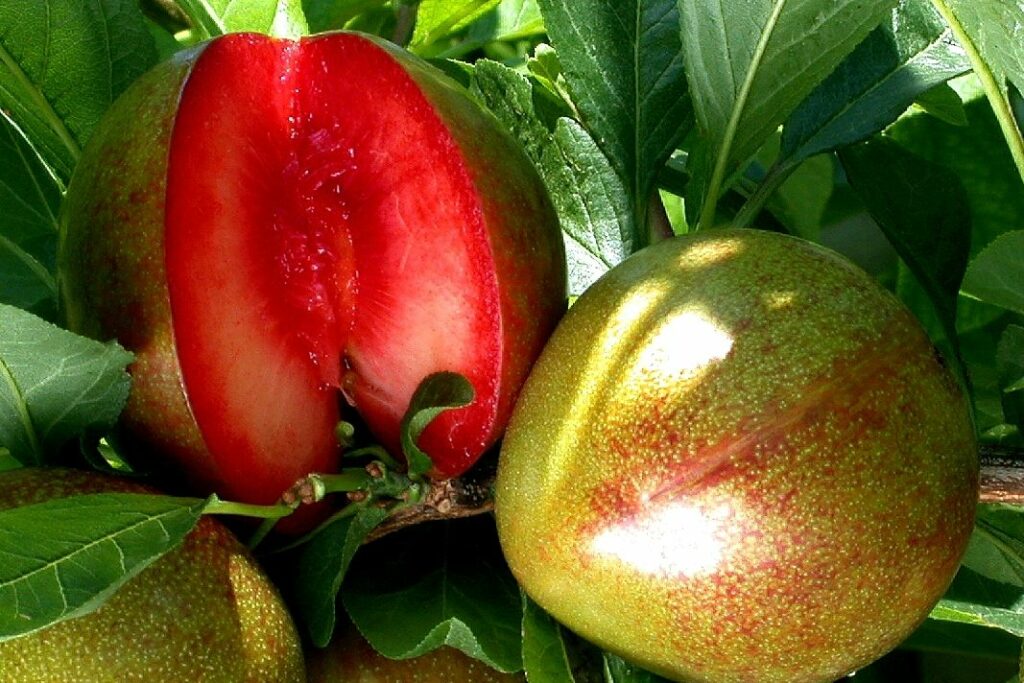 Rotfleischiges Obst 6 Kostliche Arten Sorten In Sattem Rot Plantura