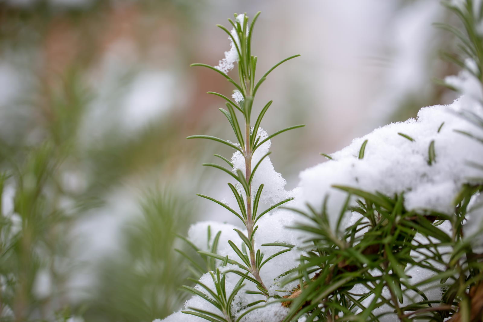 Winterharte Krauter Arten Fur Garten Balkon Plantura