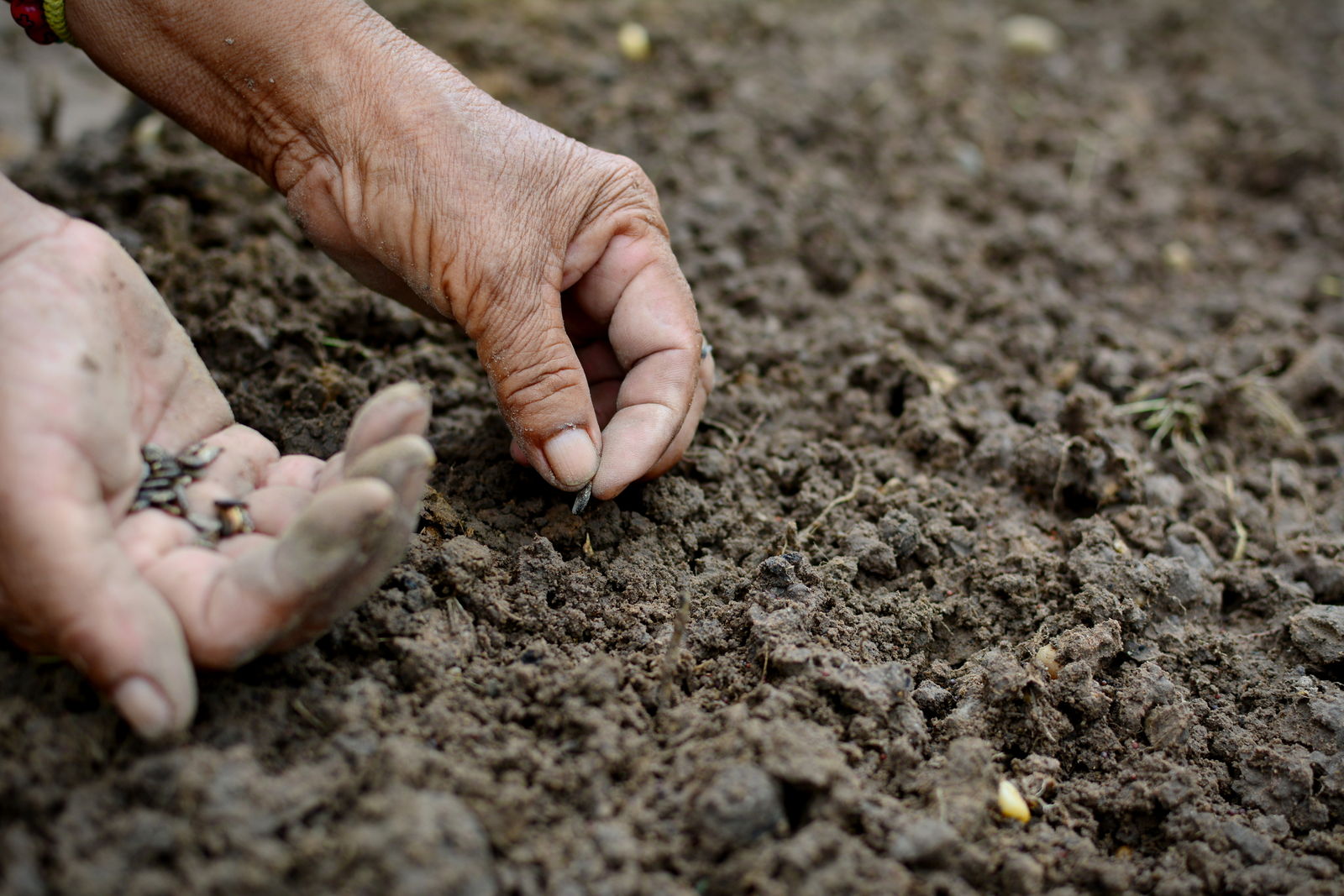 Почва прогрелась. Мужчина сажает семена. Man sowing Seeds.