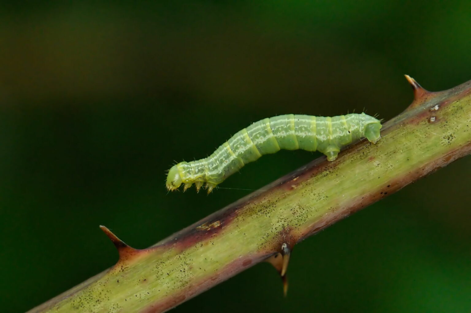 Das sieht. Зимняя Пяденица гусеница. Operophtera brumata гусеница. Raupe. Raupe in Florida.