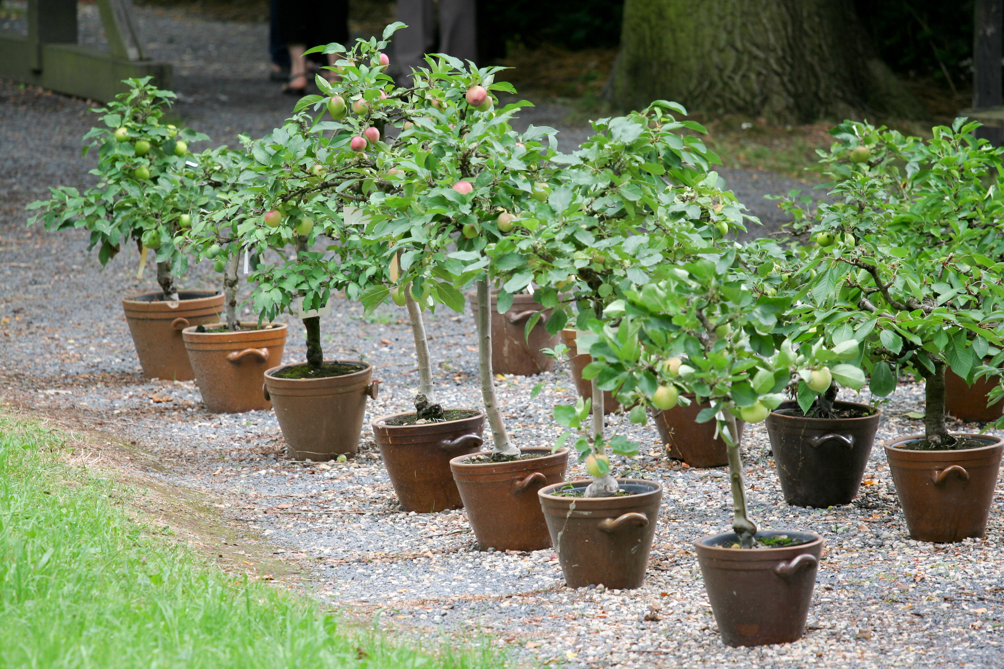 Zwergobst Patiobaume Im Eigenen Garten Anbauen Plantura