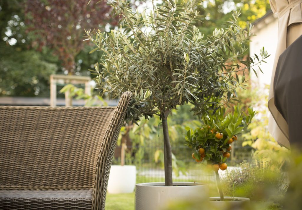 Mediterraner Garten Die 10 Besten Pflanzen Fur Sudliches Flair