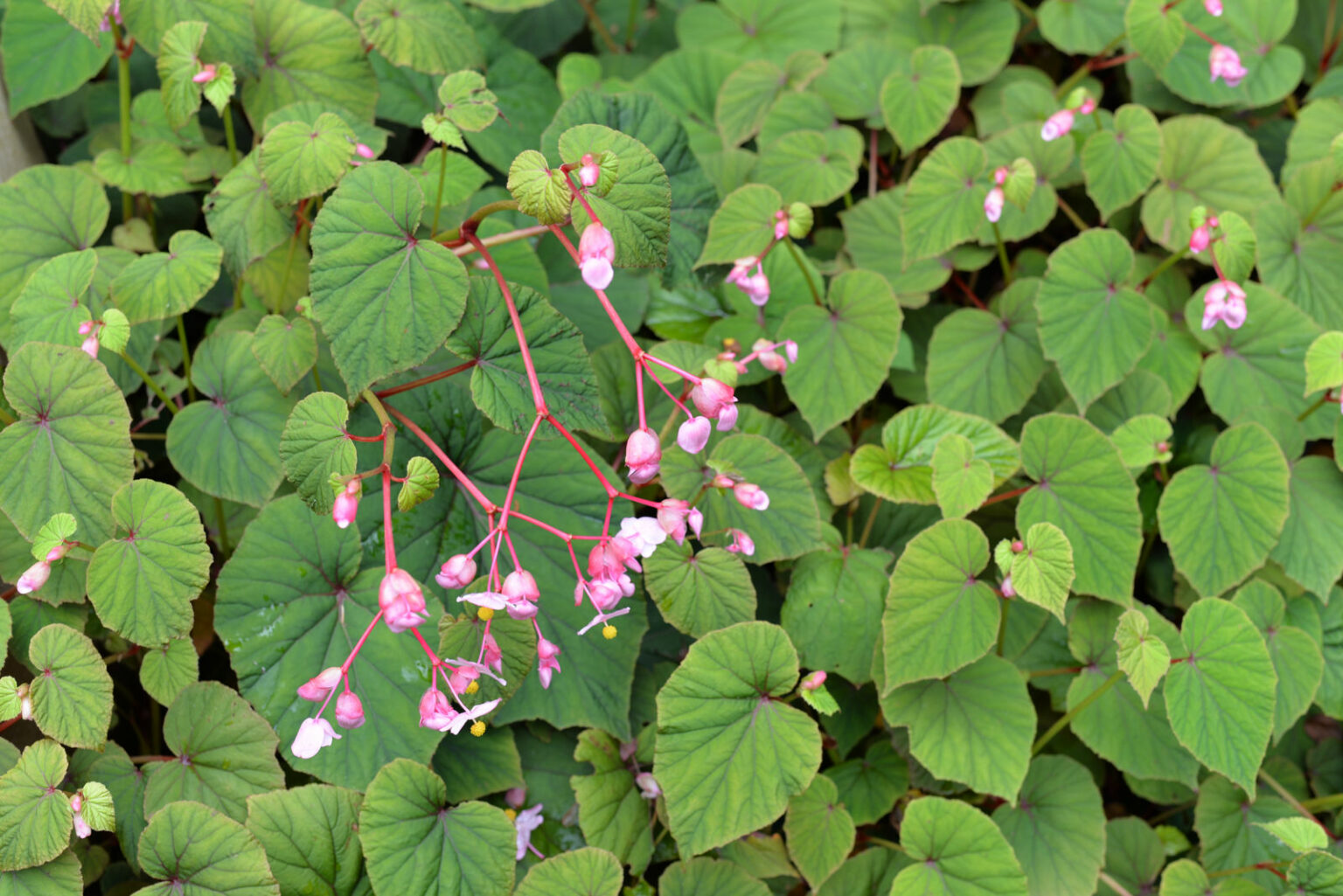 Бегония parviflora