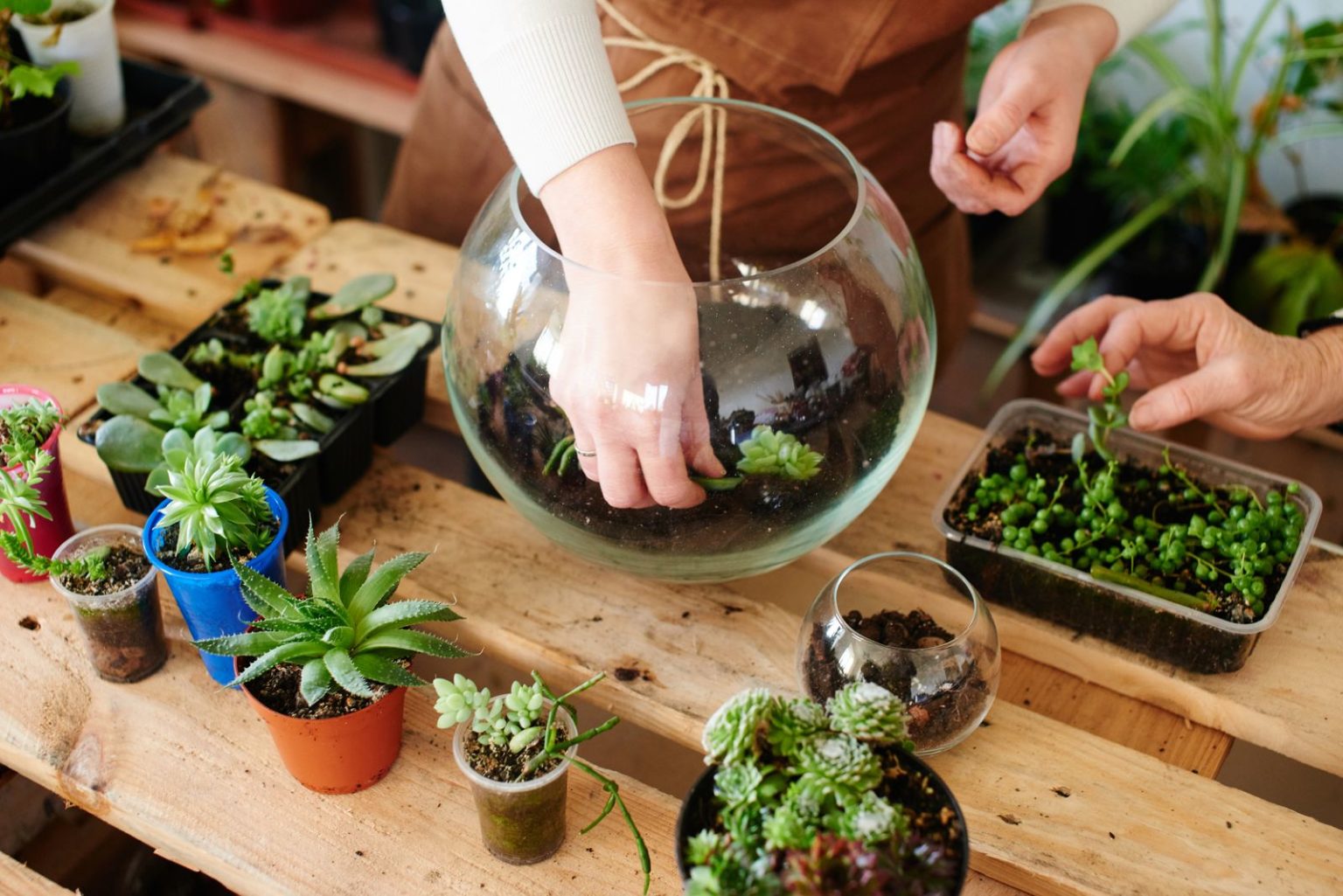 Sukkulenten im Glas pflanzen Plantura