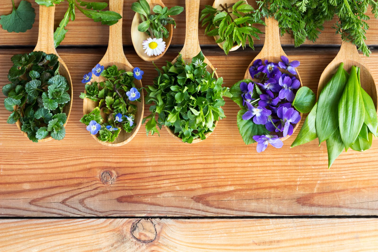 Ehrenpreis: Die Heilpflanze Im Garten Pflanzen - Plantura