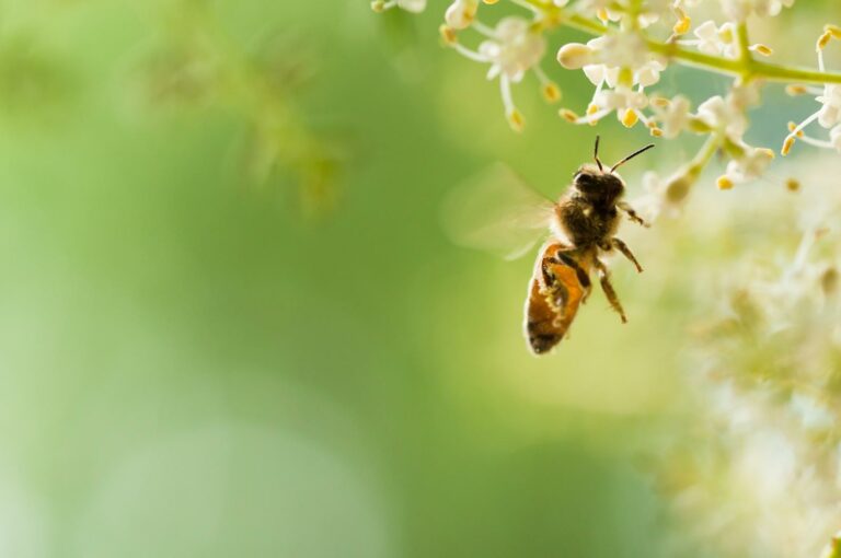 Wie Kann Man Bienen Helfen? - Plantura