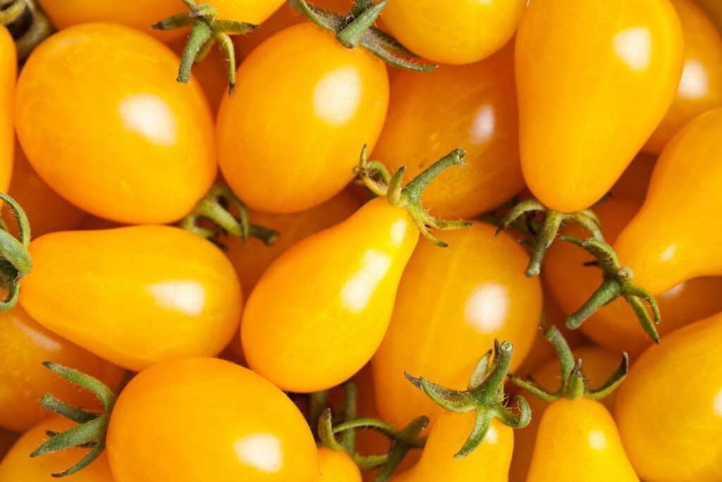 Dattelwein: Die gelbe Plantura Tomatensorte - Portrait im