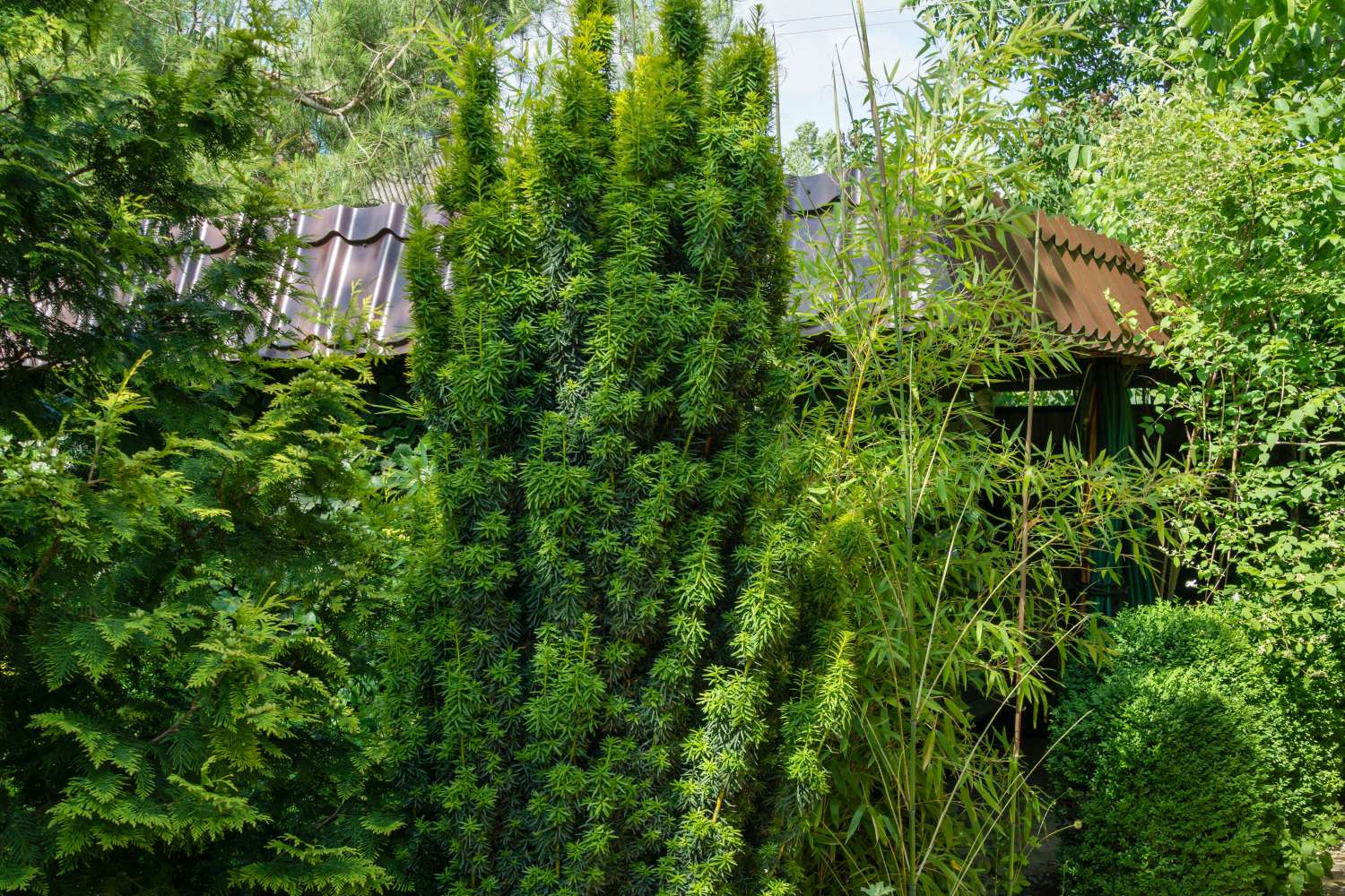 Nadelbaum-Arten Für Den Garten - Plantura