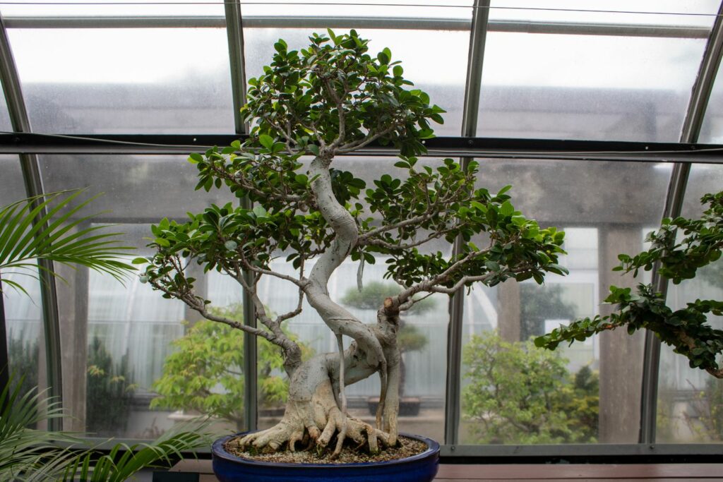 Ficus ginseng: cultivation & - Plantura care