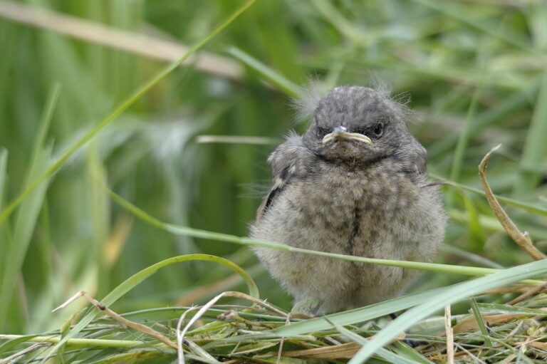 Vogelbaby Gefunden: So Sollte Man Vorgehen - Plantura