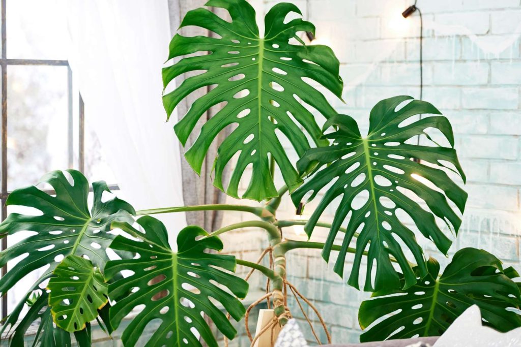 Monstera Pflege Vermehrung Plantura