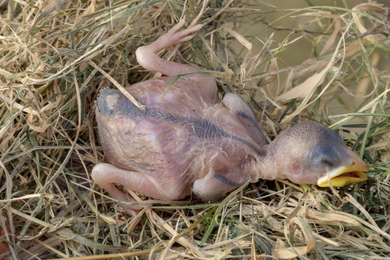 Vogelbaby Gefunden: So Sollte Man Vorgehen - Plantura