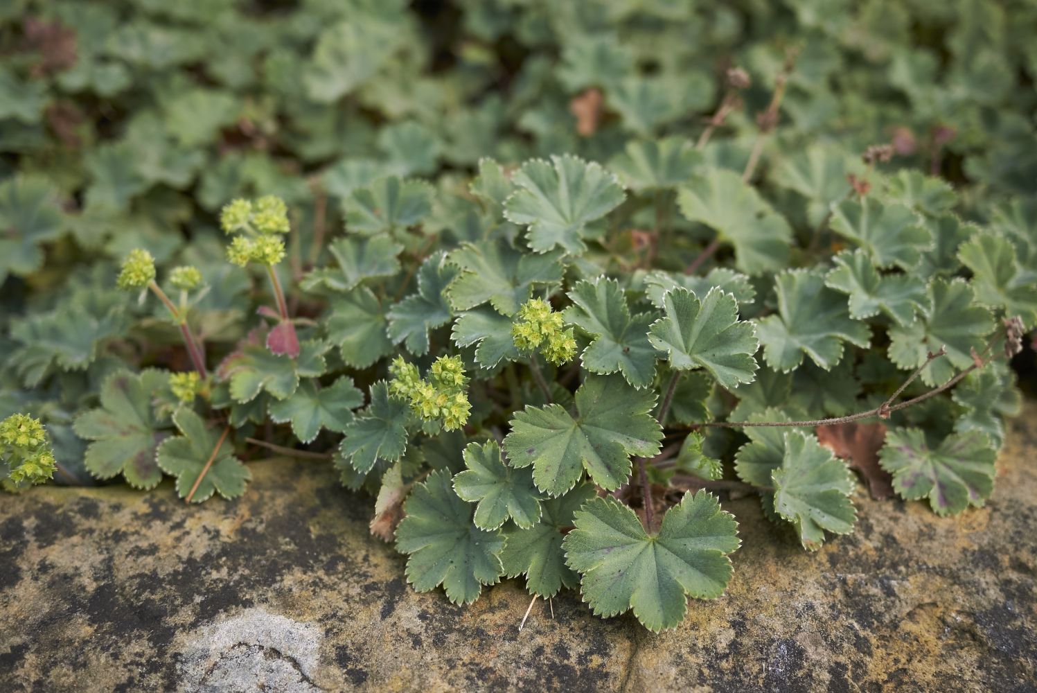 Манжетка Alchemilla erythropoda