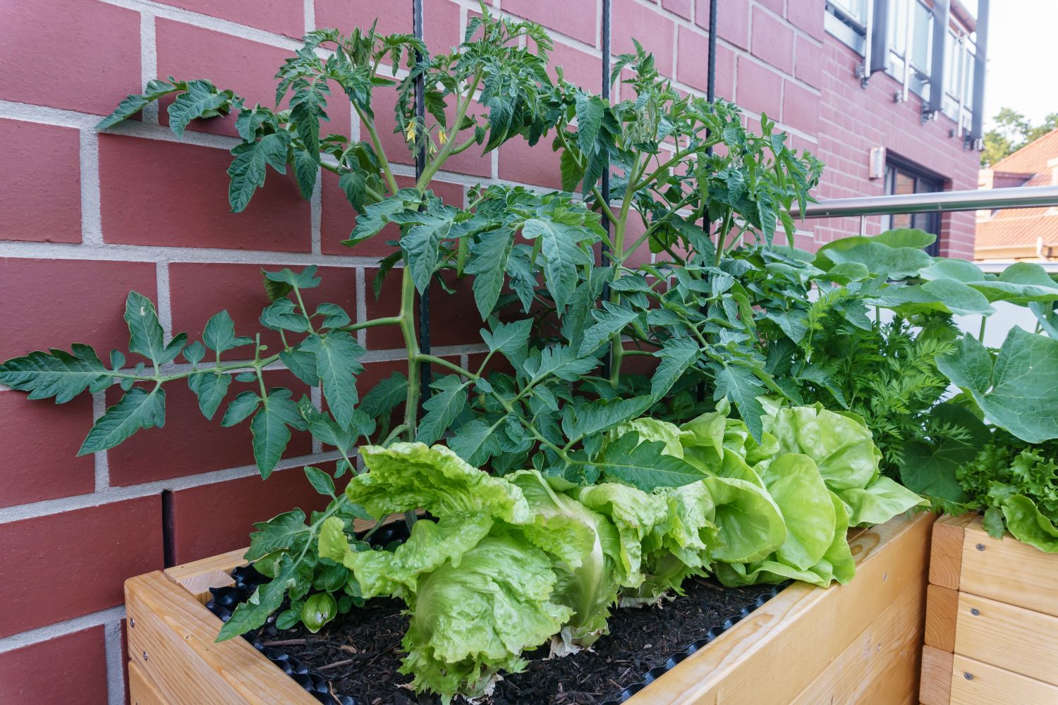 Овощи на балконе. Cucumber on the balcony.