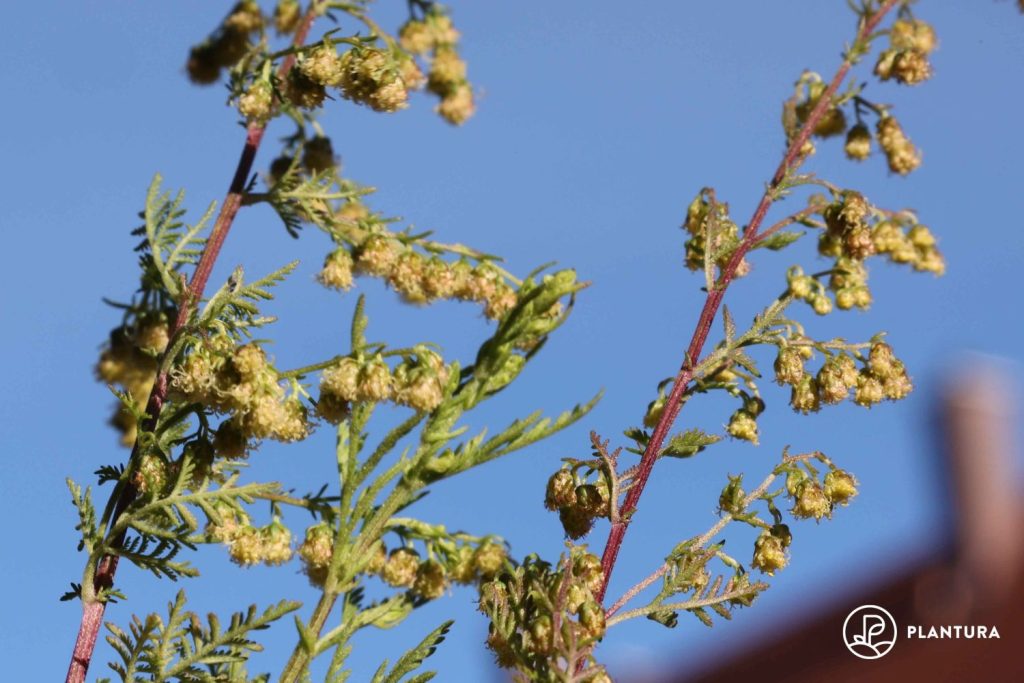 Artemisia annua: Pflanzen, Wirkung & Co - Plantura