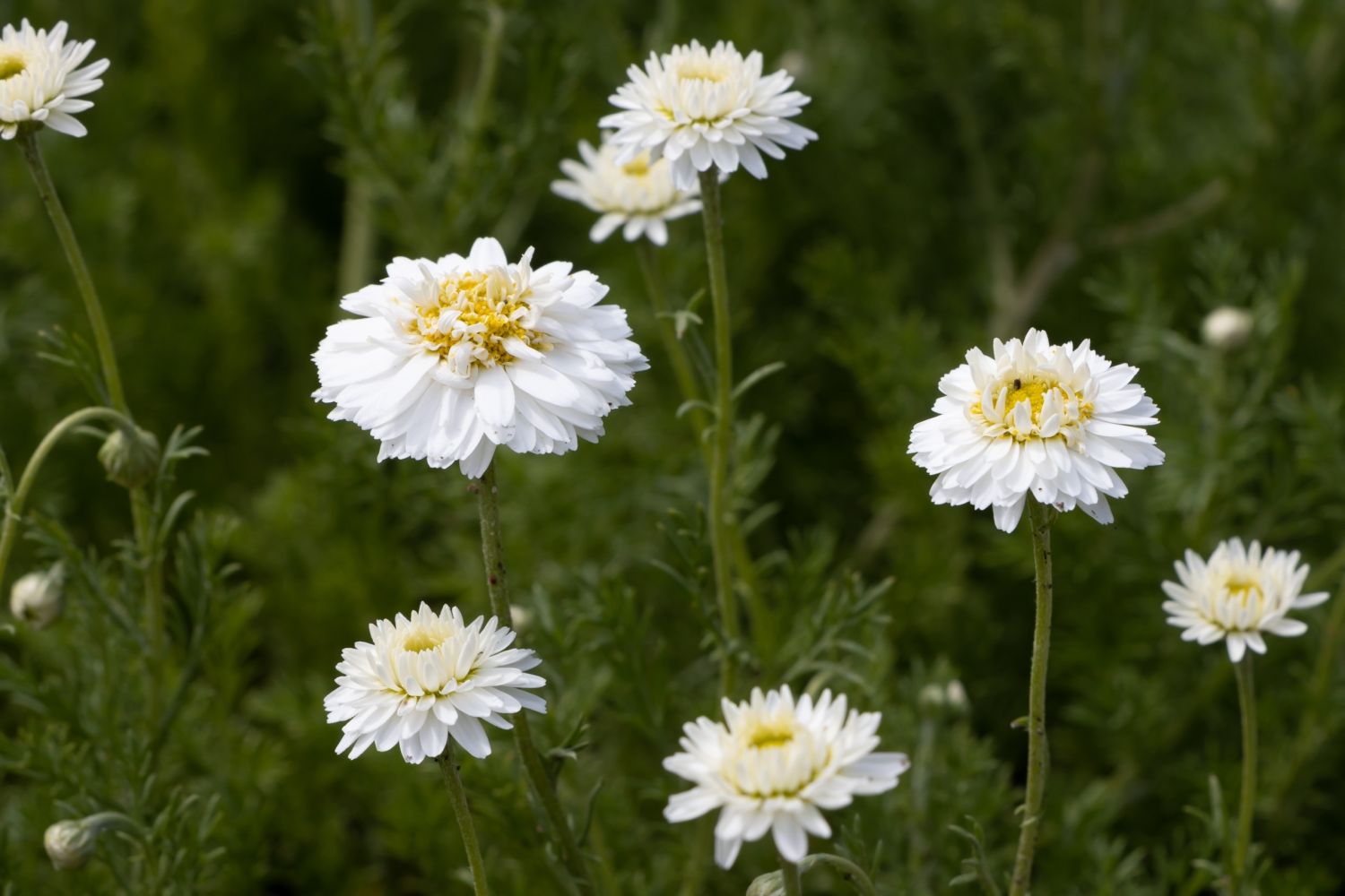 Anthemis Nobilis