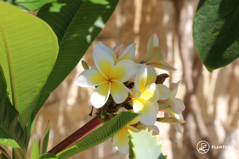 Frangipani-Pflege: Düngen, Gießen & überwintern - Plantura