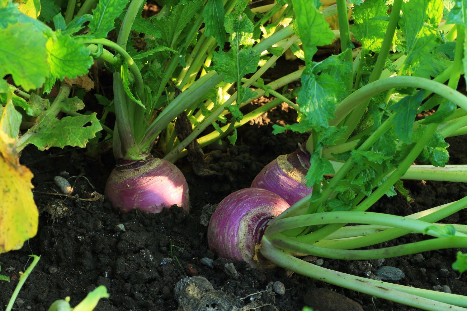 Wann erntet man Herbstrüben?