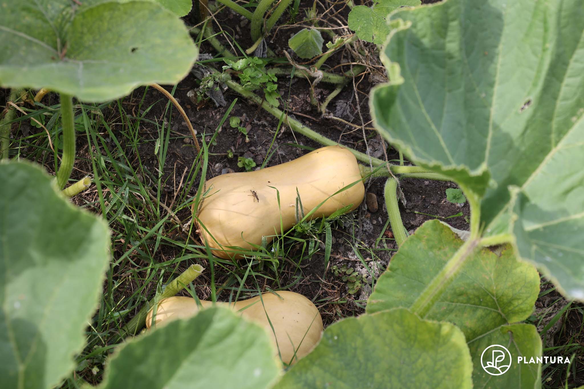 Butternut Kürbis Pflanzen