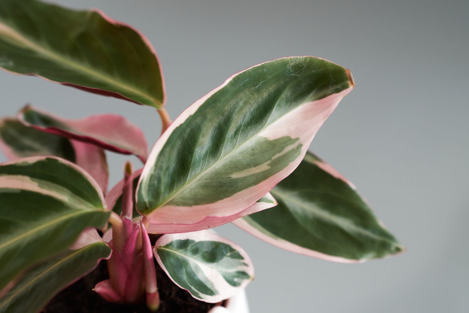 Калатея триостар Calathea Triostar Pink