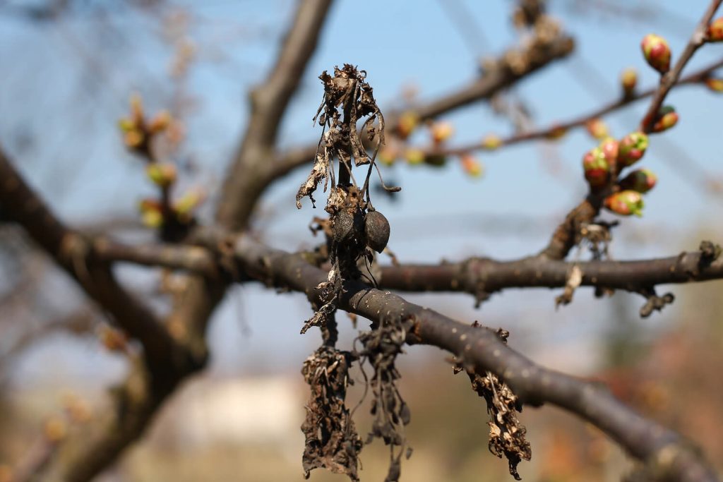 Kirschbaum-Krankheiten: Erkennen & bekämpfen Plantura 