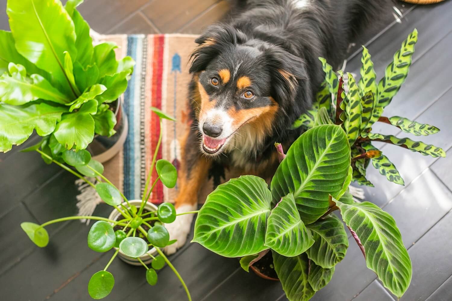 Garten für Haus Plantura Ungiftige & Pflanzen - Hunde: