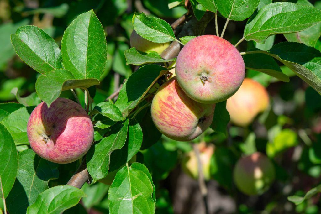 Sorten - Allergiker: Plantura für Verträgliche Äpfel
