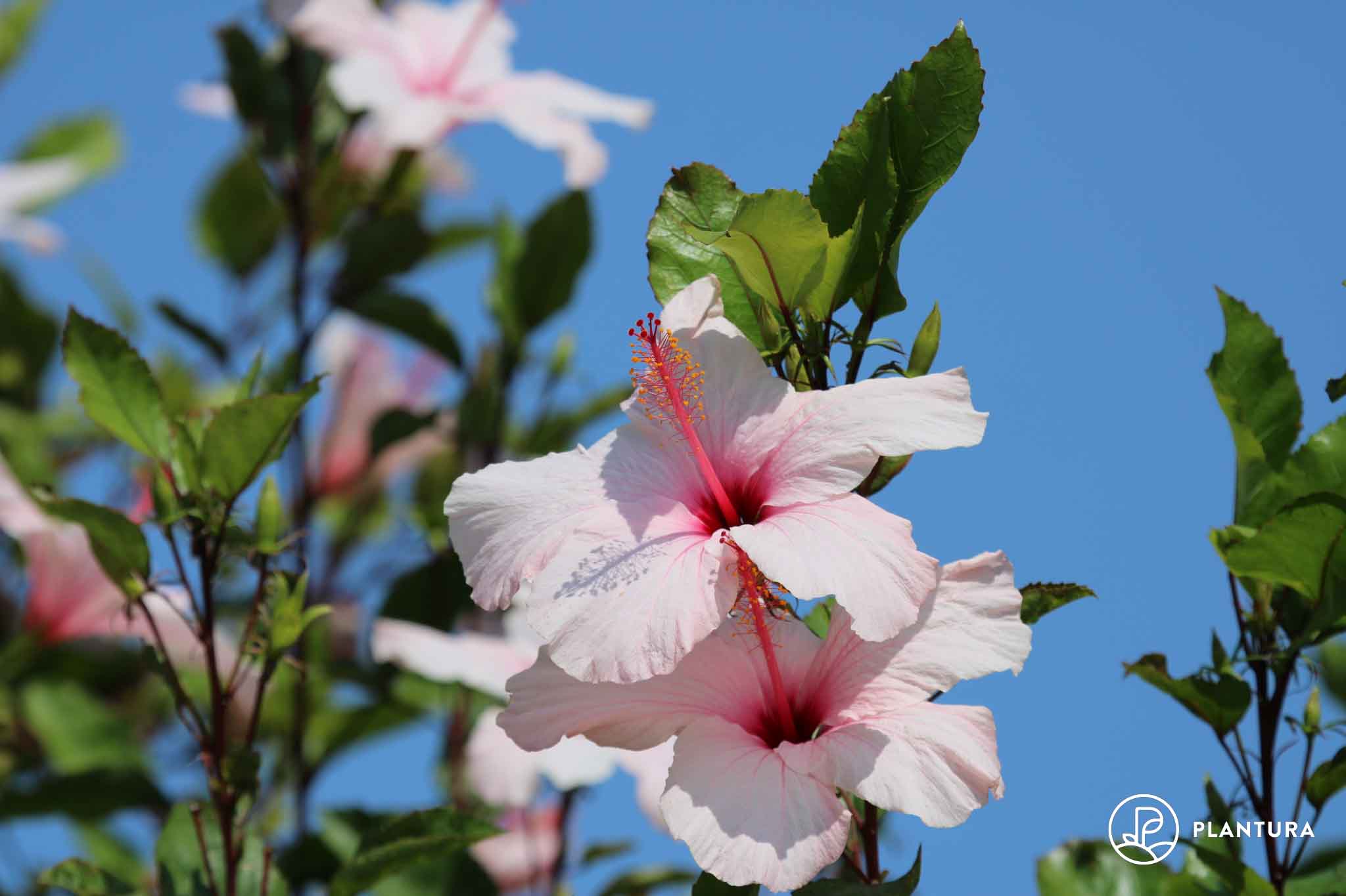 Blüte für düngen: perfekte Plantura - Pflege-Tipps Hibiskus die